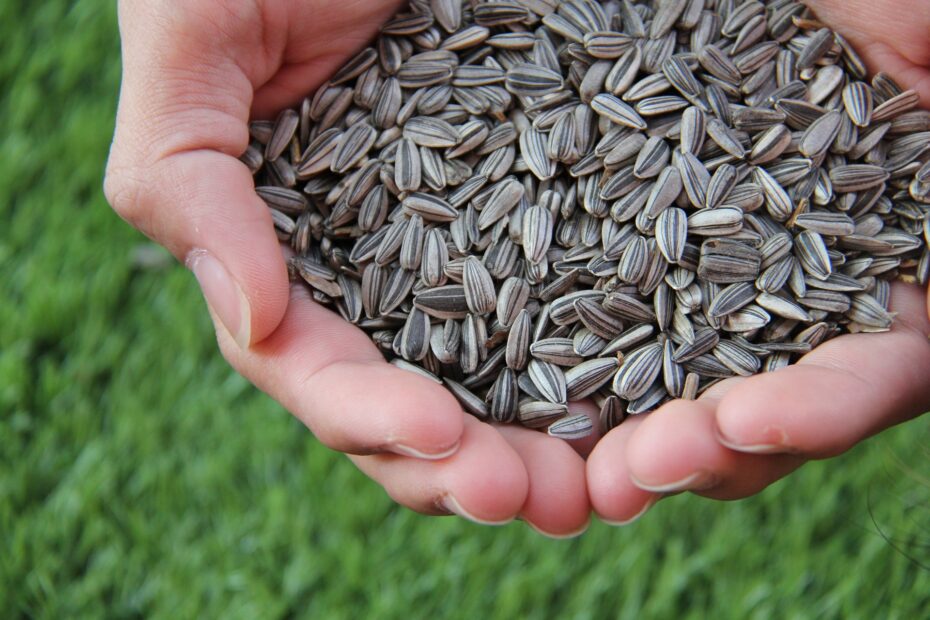Are Sunflower Seeds Good For Weight Loss